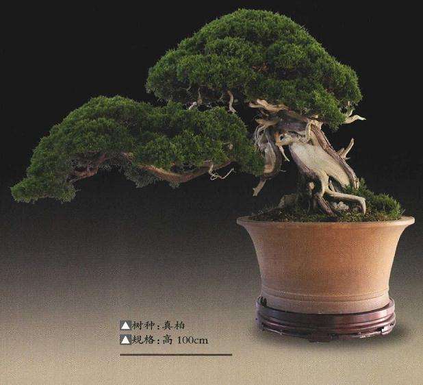 鲍世摄在上世纪九十年代开始收藏盆景