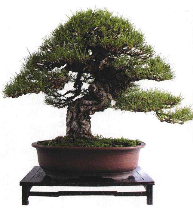 盆景界对我们这样的收藏家定义为老大粗