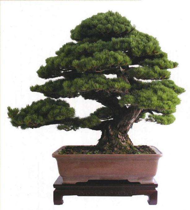 近年盆景界的收藏大家越来越多