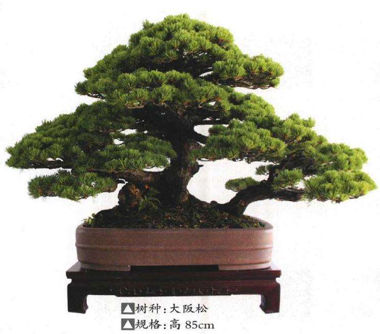 南京参加第七届全国盆景展荣获金奖