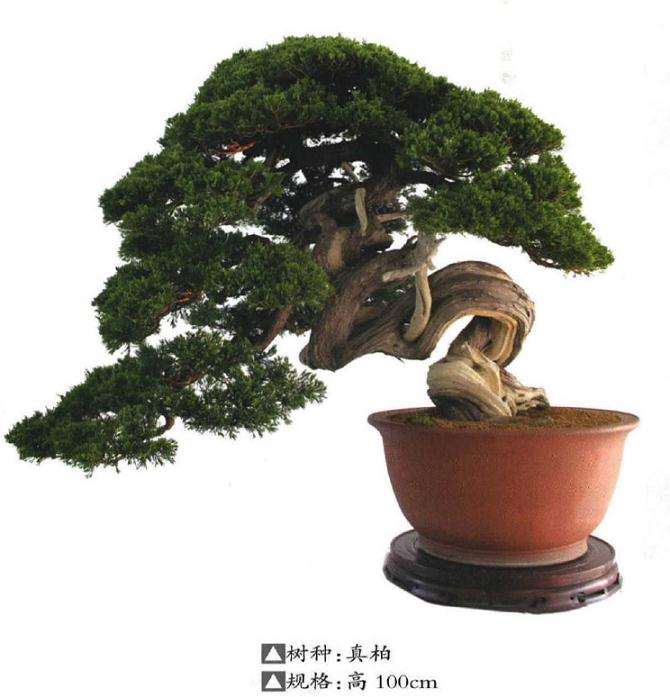 为什么日本盆景享誉全世界