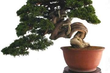 为什么日本盆景享誉全世界