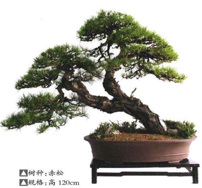 收藏最顶级的100盆盆景