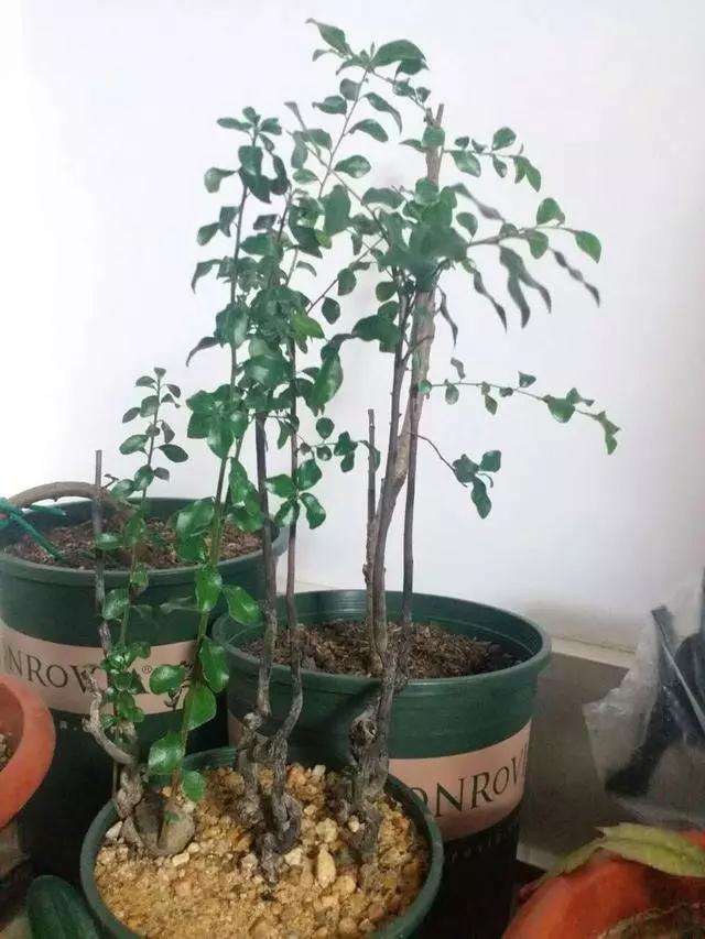 金弹子盆景桩材怎么造型阴芽的方法