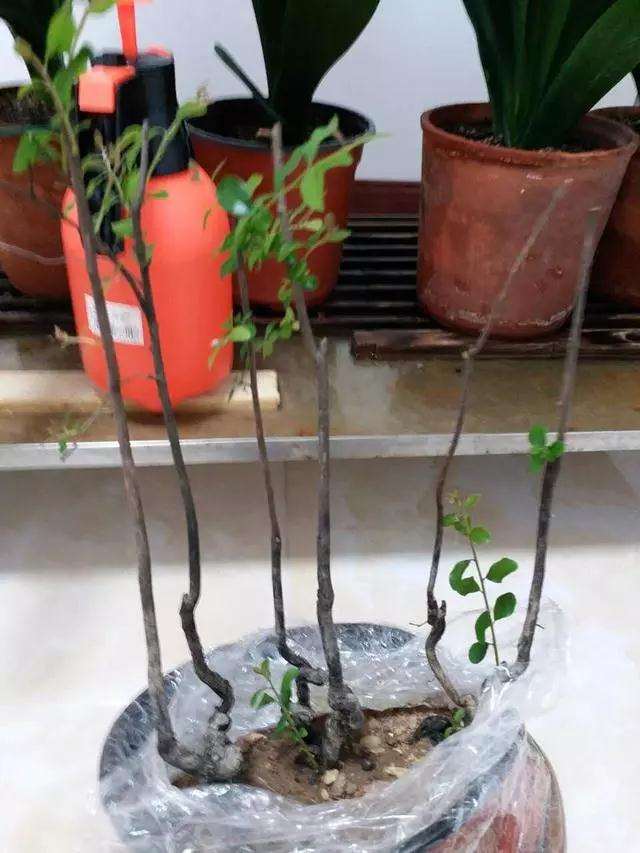 金弹子盆景桩材怎么造型阴芽的方法