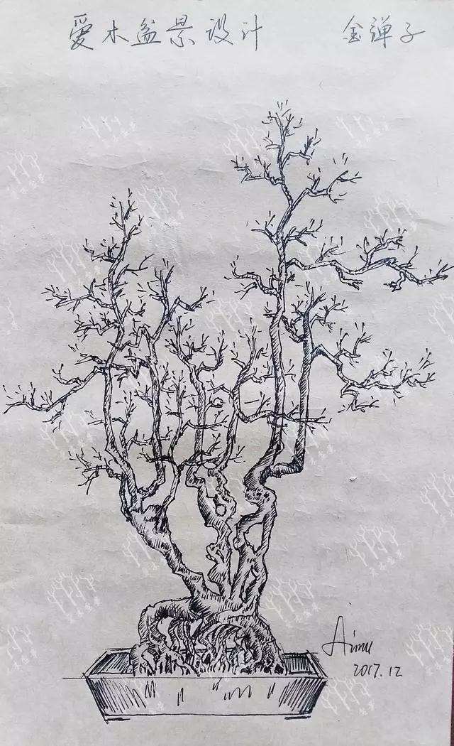 金弹子盆景桩材怎么造型阴芽的方法