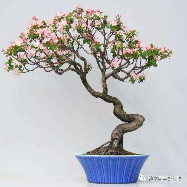海棠盆景怎么用土养护的方法