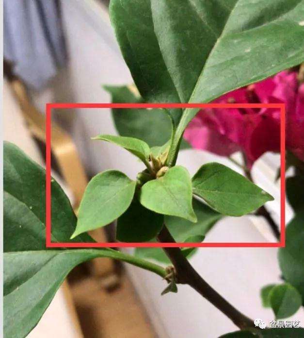 三角梅盆景秋季怎么开花爆盆的技巧