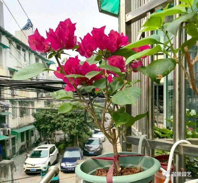 三角梅盆景开花后怎么修剪能爆盆