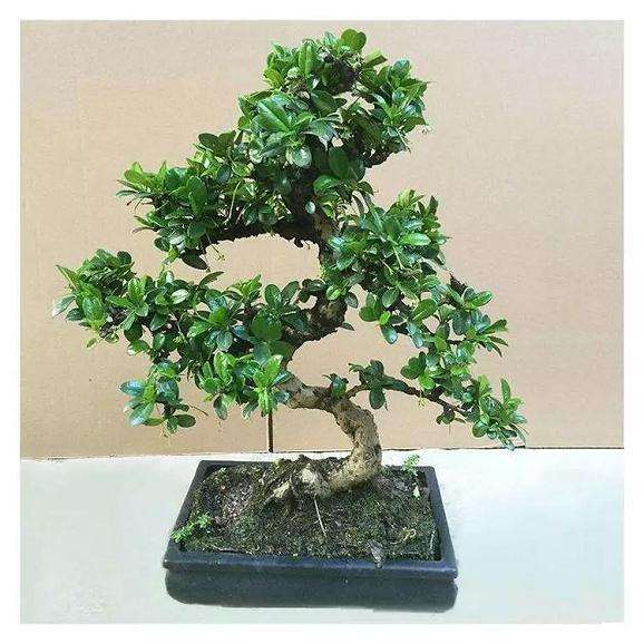 福建茶盆景什么时候换盆比较好