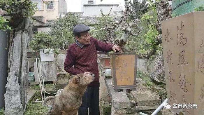 澄海盆景爱好者