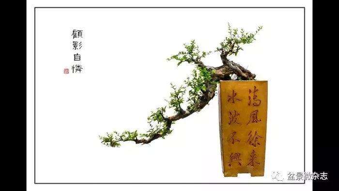 澄海盆景爱好者