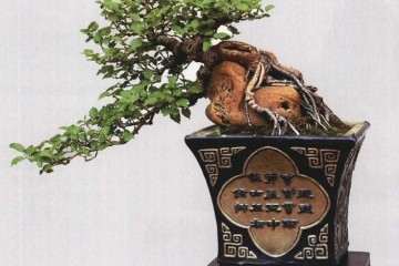 附石盆景的出现是在我国的南宋时期