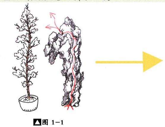 图解 嵌入式附石盆景怎么制作的13个过程