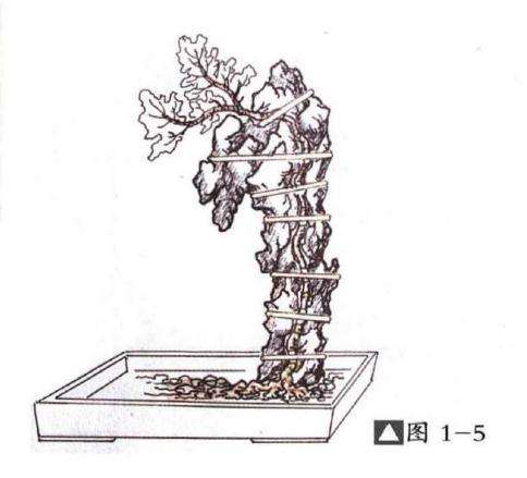 图解 嵌入式附石盆景怎么制作的13个过程