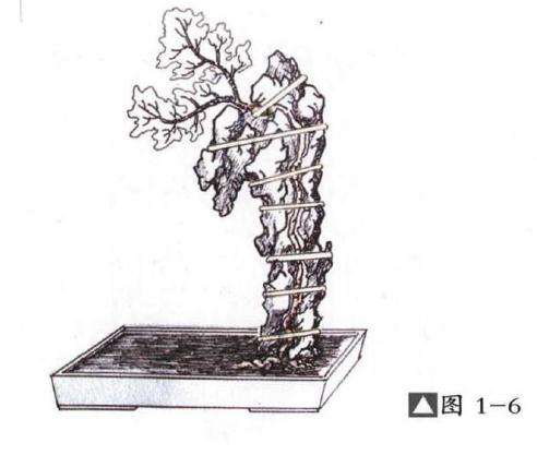 图解 嵌入式附石盆景怎么制作的13个过程