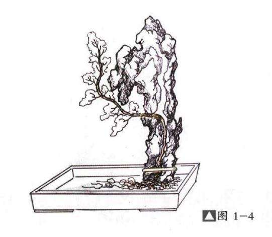 图解 嵌入式附石盆景怎么制作的13个过程