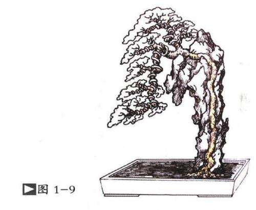 图解 嵌入式附石盆景怎么制作的13个过程
