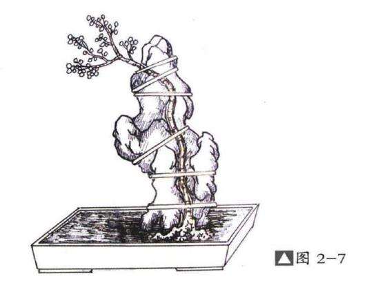 图解 切槽嵌入式附石盆景怎么制作