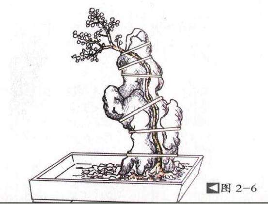 图解 切槽嵌入式附石盆景怎么制作