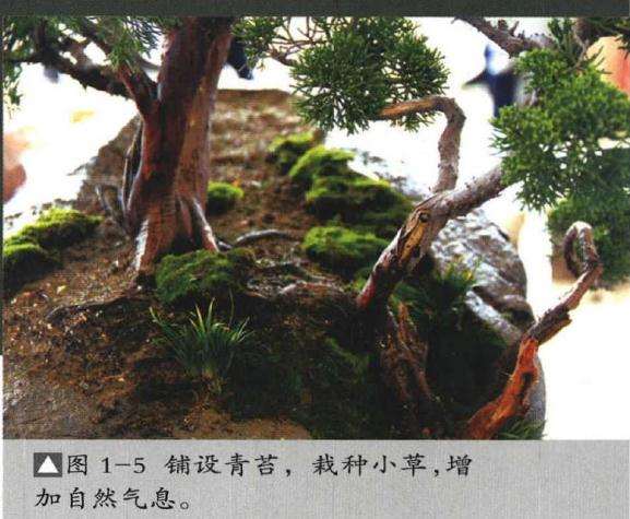 李云龙山水盆景怎么制作的方法