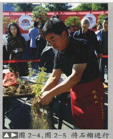 石榴青苔盆景怎么制作的方法