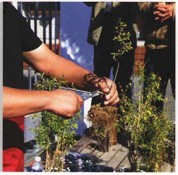 石榴青苔盆景怎么制作的方法