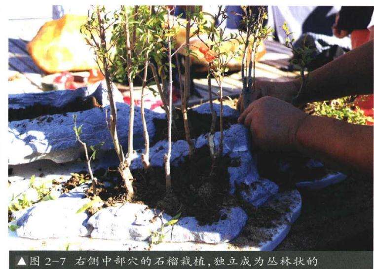 石榴青苔盆景怎么制作的方法