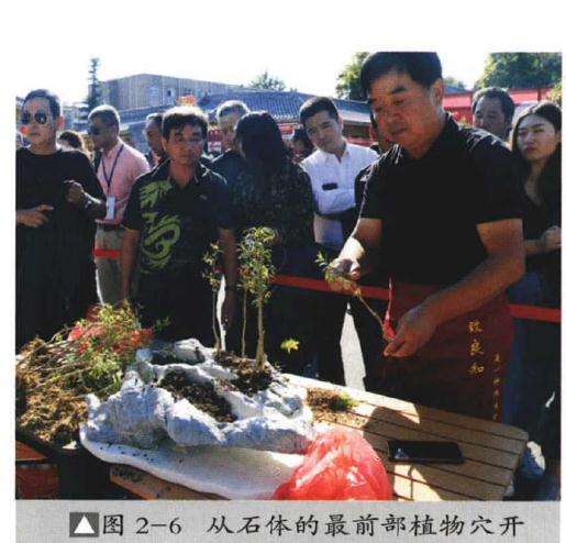 石榴青苔盆景怎么制作的方法