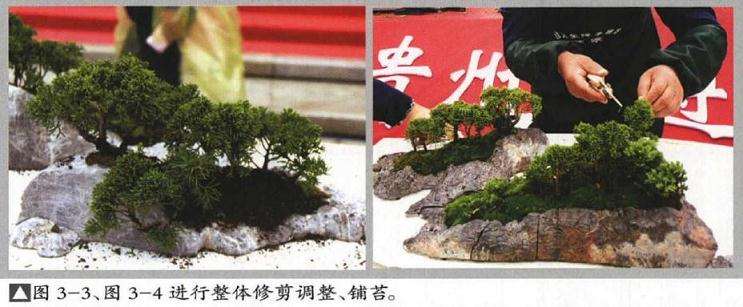 青石盆景怎么修剪调整的方法