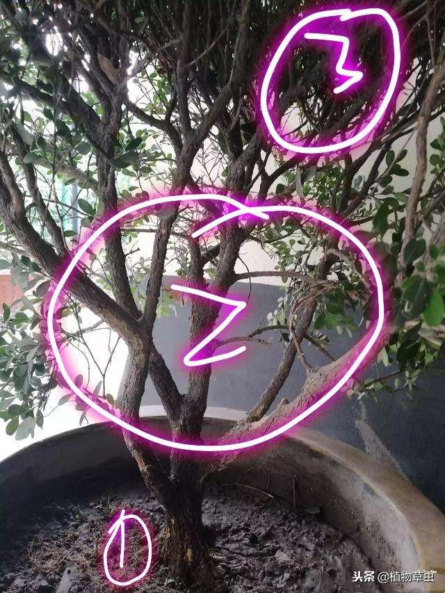 黄杨盆景怎么蟠扎造型的方法 图片