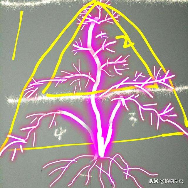 黄杨盆景怎么蟠扎造型的方法 图片