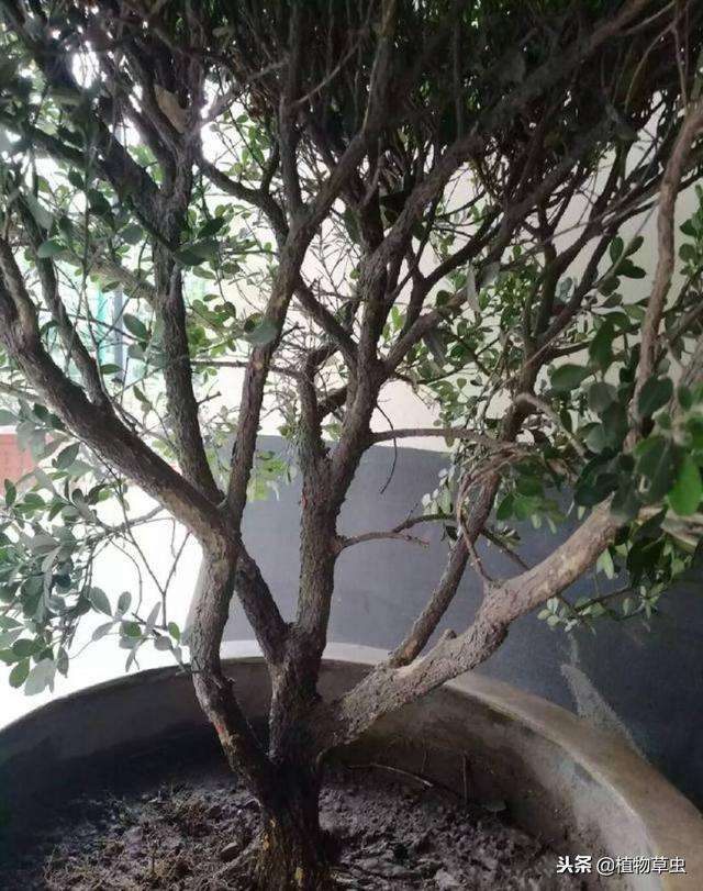 黄杨盆景怎么蟠扎造型的方法 图片