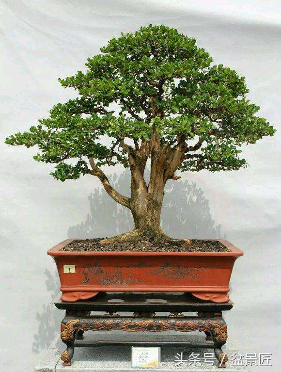 黄杨盆景上盆后怎么喷水的方法