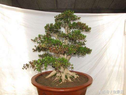 黄杨盆景上盆后怎么喷水的方法