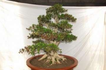 黄杨盆景移植上盆后怎么喷水的方法