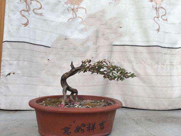 黄杨盆景该怎么修剪整形好呢？提供5个设计图