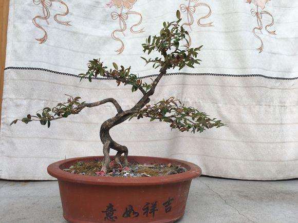 黄杨盆景该怎么修剪整形好呢？提供5个设计图