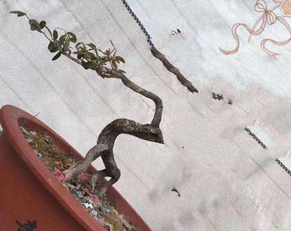 黄杨盆景该怎么修剪整形好呢？提供5个设计图