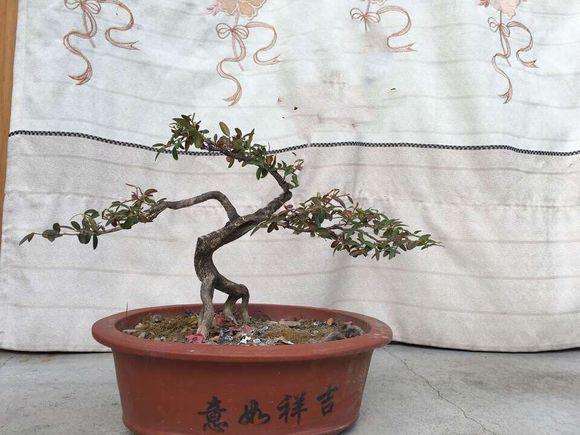 黄杨盆景该怎么修剪整形好呢？提供5个设计图