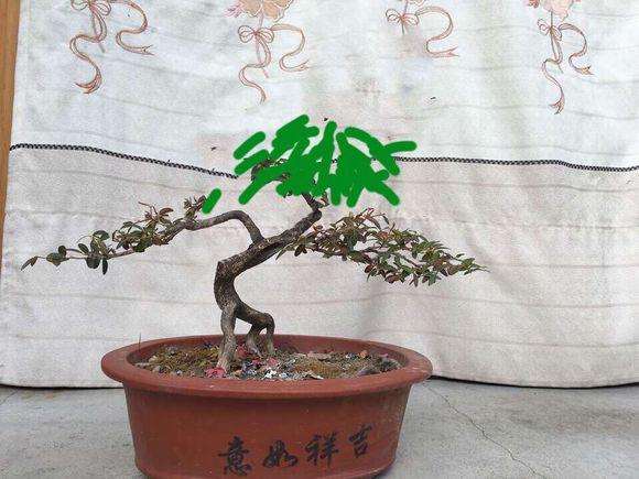 黄杨盆景该怎么修剪整形好呢？提供5个设计图