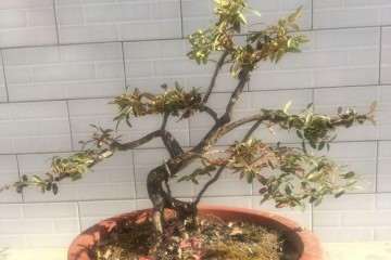 黄杨盆景该怎么修剪整形好呢？提供5个设计图