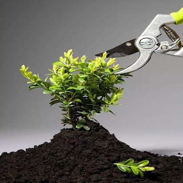 观果盆景怎么剪枝剪花的方法