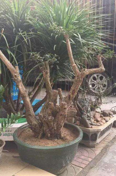 福建茶桩材盆景怎么造型设计