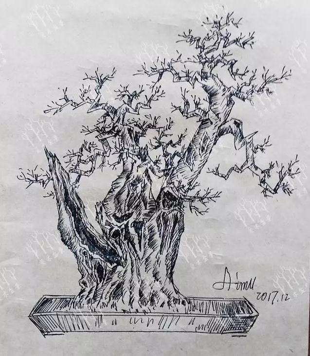 福建茶桩材盆景怎么造型设计