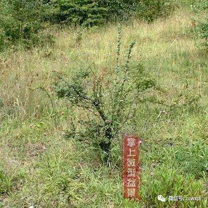 山采山楂盆景桩怎么制作的方法