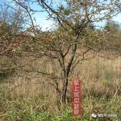 山采山楂盆景桩怎么制作的方法