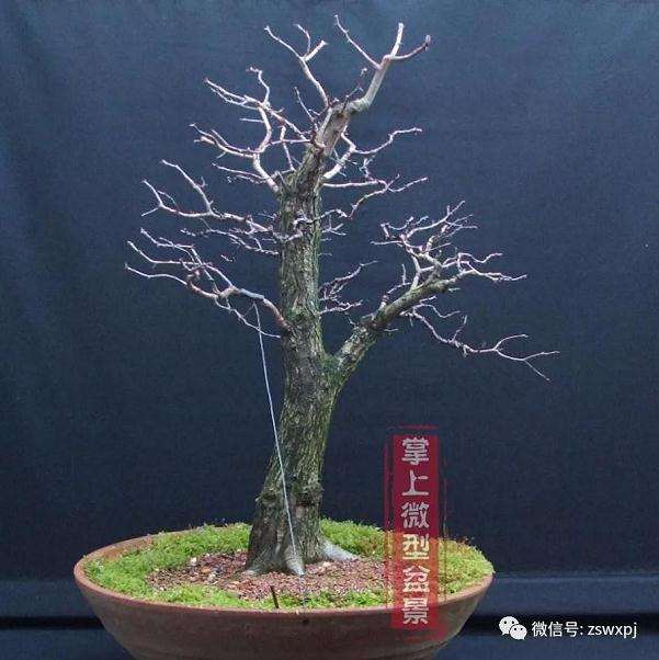 山采山楂盆景桩怎么制作的方法