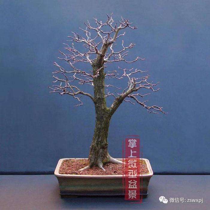 山采山楂盆景桩怎么制作的方法