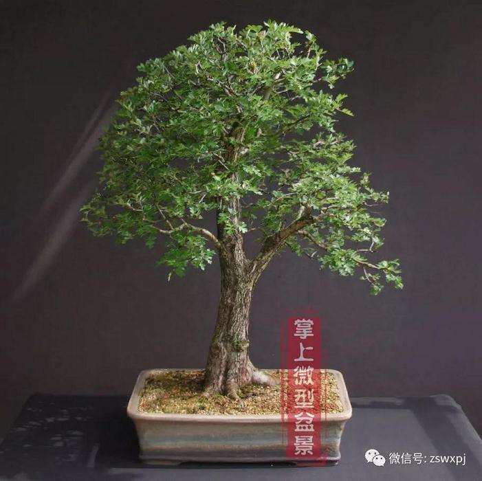 山采山楂盆景桩怎么制作的方法